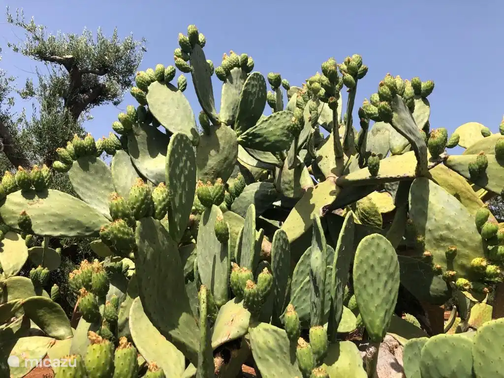 Prickly pear cacti in the garden