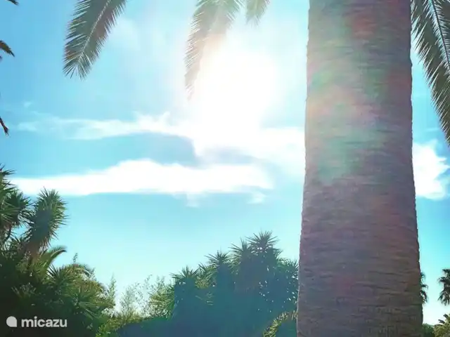 Villa avec Alma | Javea | Espagne, Costa Blanca, Jávea - villa Villa con Alma, détails palmiers