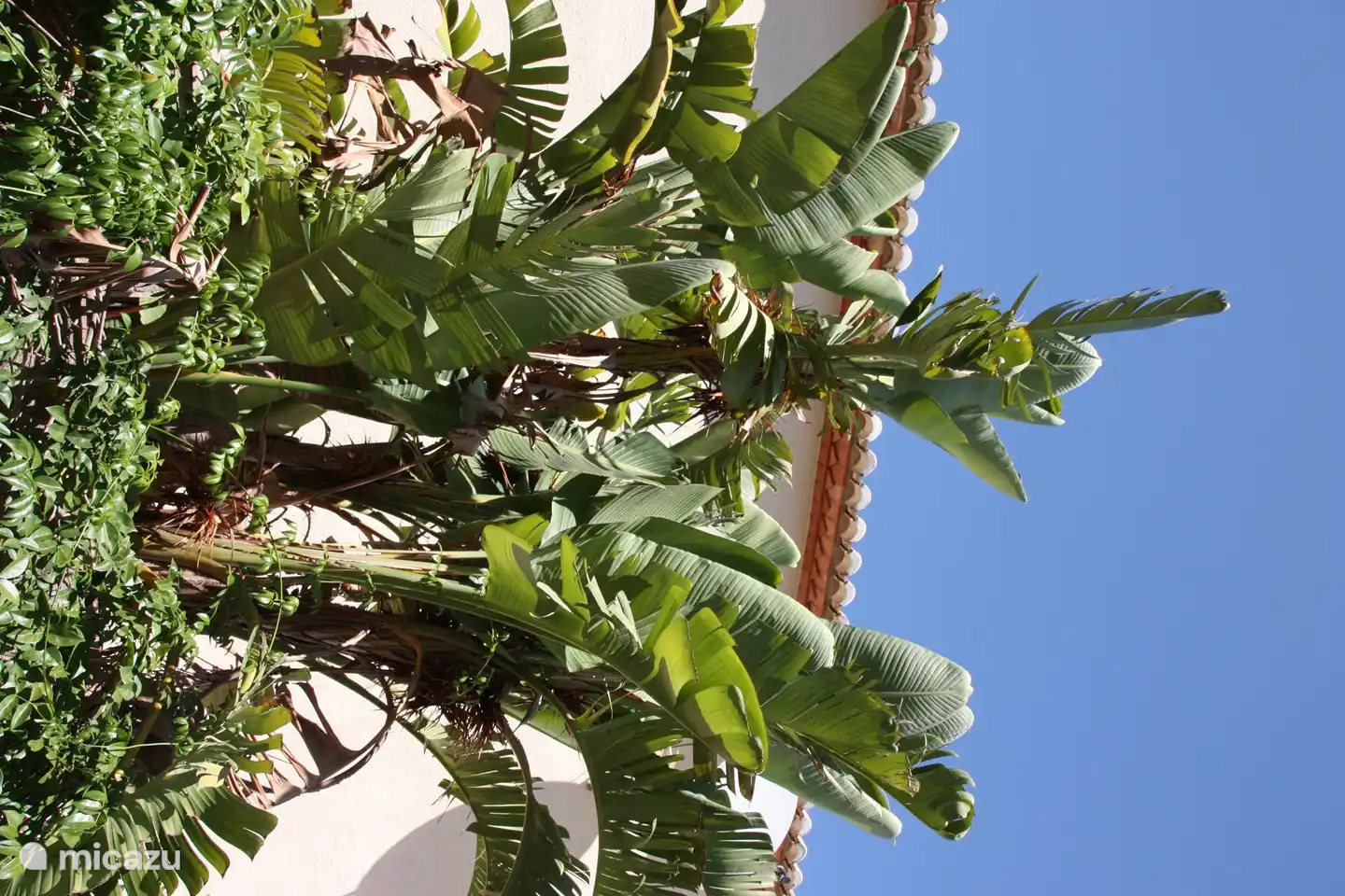 Blick aus dem Garten