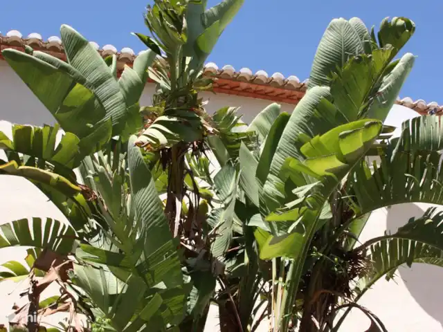 Casa Rena huren in Spanje, Costa Blanca, Orba - villa Uitzicht vanuit de tuin