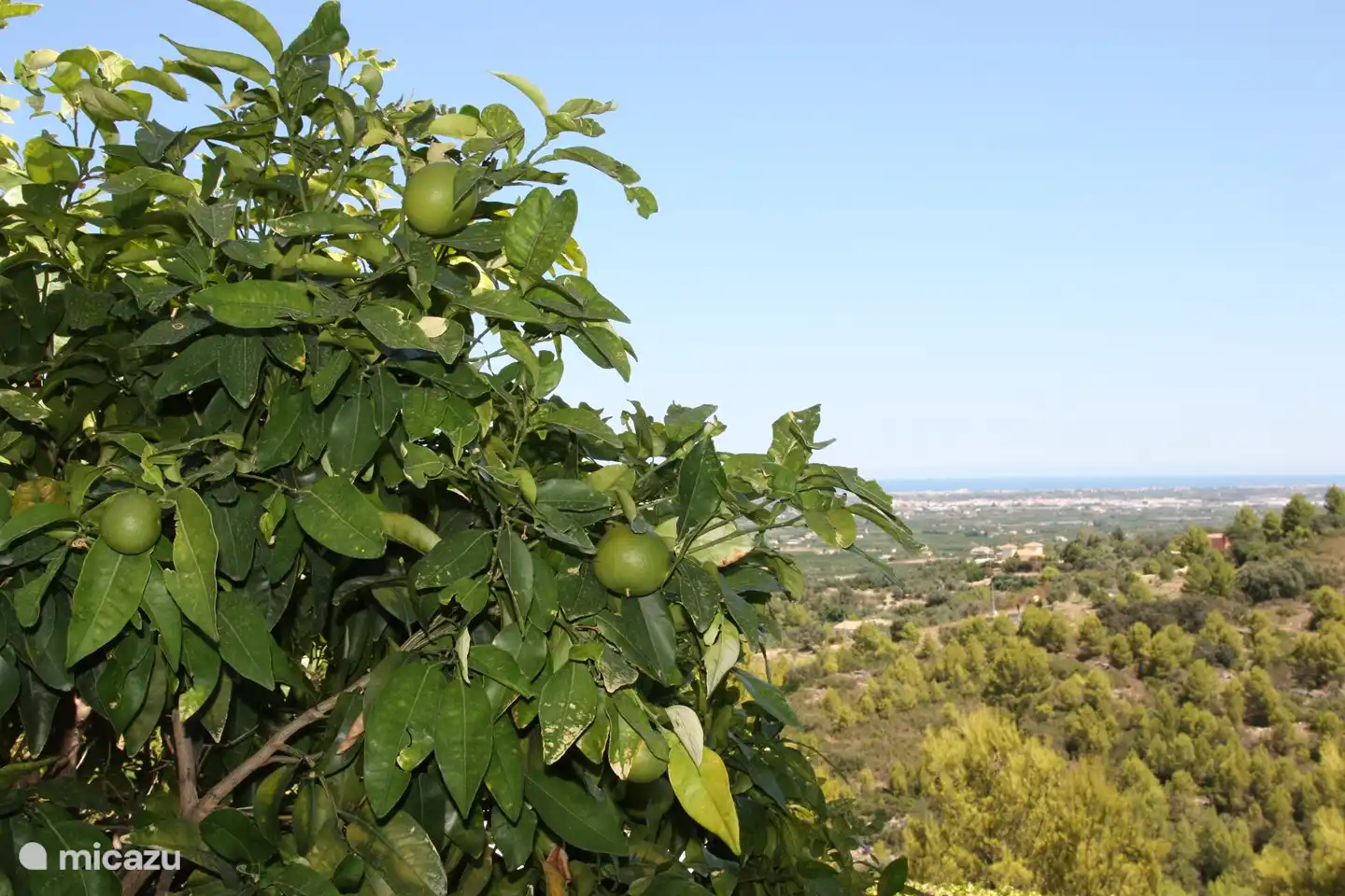 Eigene Obstb&#228;ume