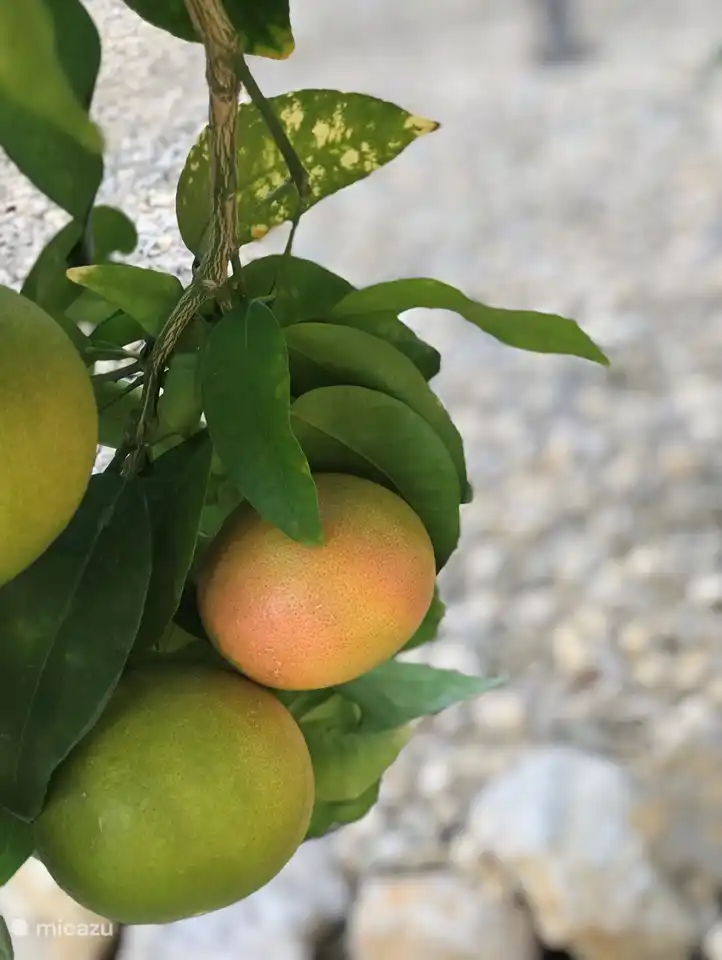 Unser Grapefruitbaum