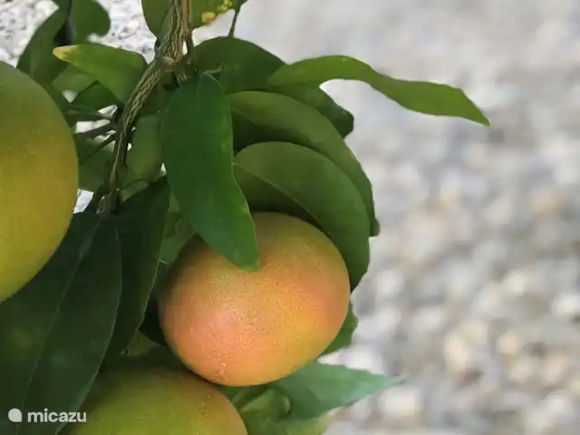 Casa Rena huren in Spanje, Costa Blanca, Orba - villa Onze grapefruitboom