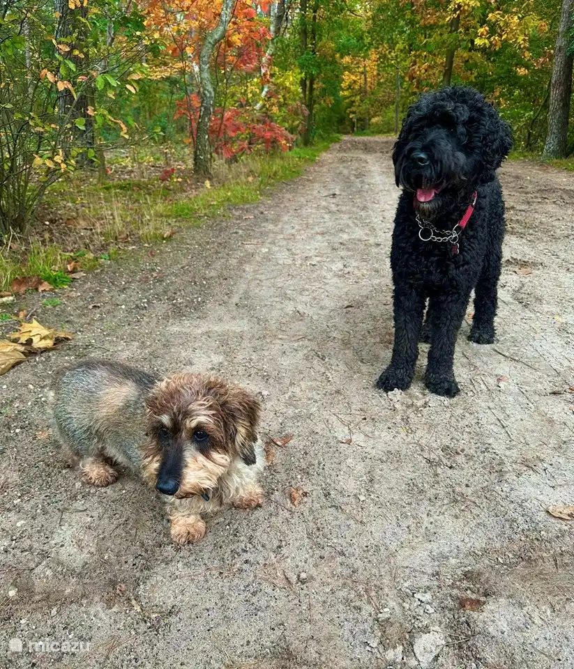 Hund ist erlaubt, 1 großer oder 2 kleine... aber auch diese Kombination ist erlaubt.