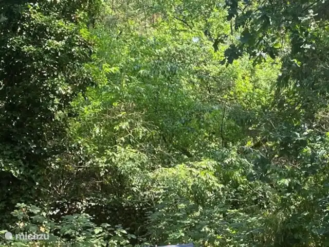 Maison forestière Nunspeet B40 | Pays-Bas, Gueldre, Nunspeet - maison de vacances Nous avons placé un canapé lounge au fond du jardin... en plein soleil