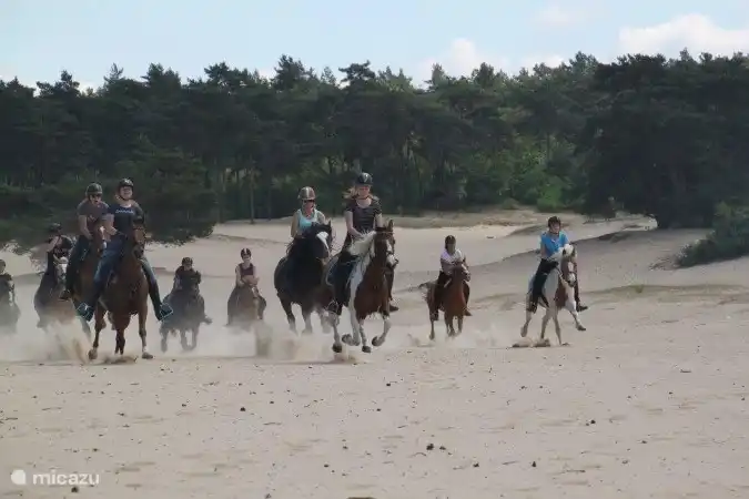 Genießen Sie eine geführte Waldfahrt, wie viel Spaß!