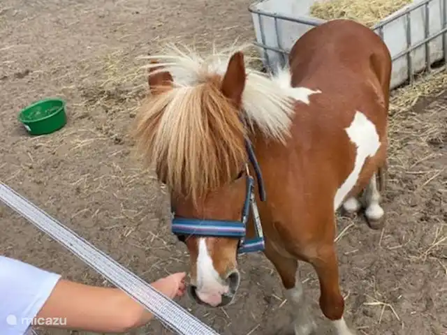 Maison forestière Nunspeet B40 | Pays-Bas, Gueldre, Nunspeet - maison de vacances Poney câlin