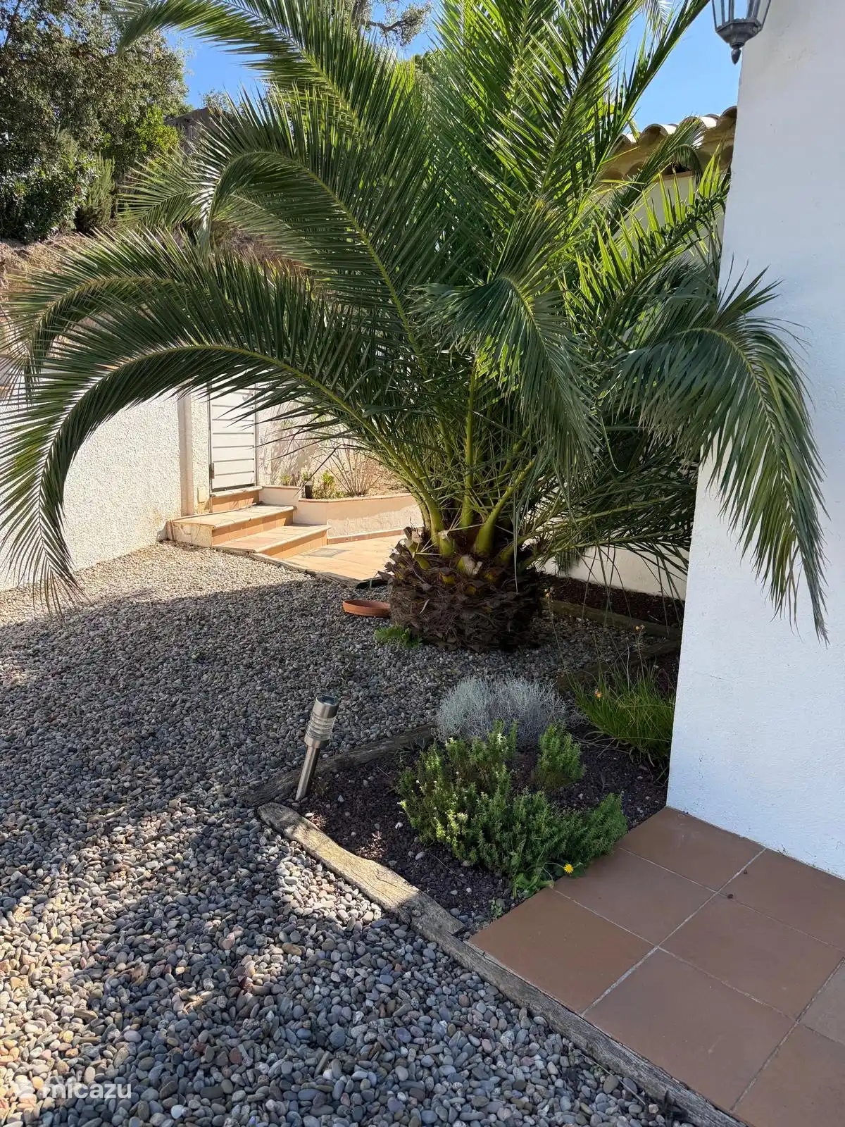 Palme der Villa Vista Bonita