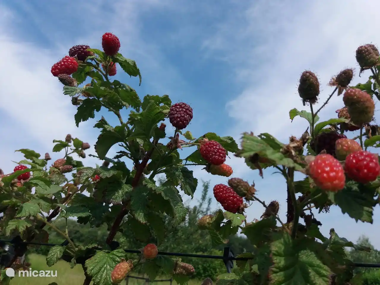 Pflücken Sie Ihr eigenes Obst im Pflückgarten
