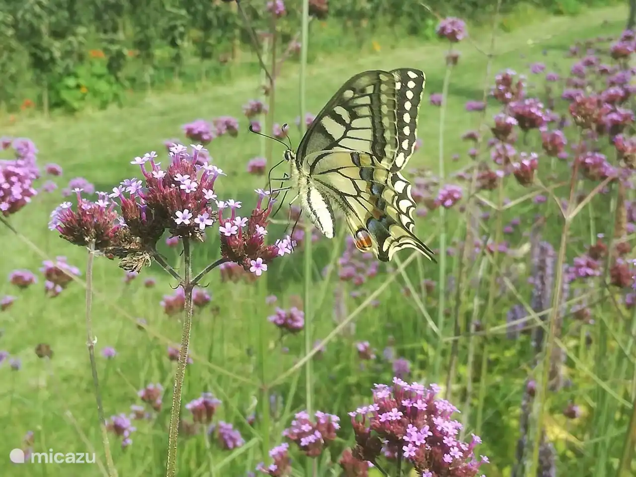 alle Arten von Tieren im Garten zu sehen