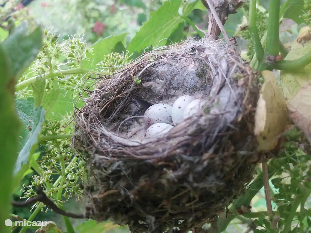 auch nistende Stieglitz im Garten