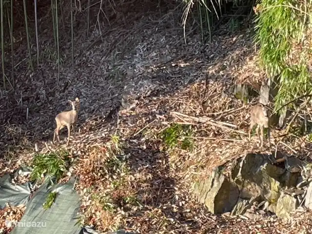 Cannobio-Lago Maggiore S.Carmine 1A en Italia, Piamonte, Carmine Inferiore - casa vacacional Los ciervos y los ciervos visitan regularmente el bosque de nuestra propiedad.
zorros visitando