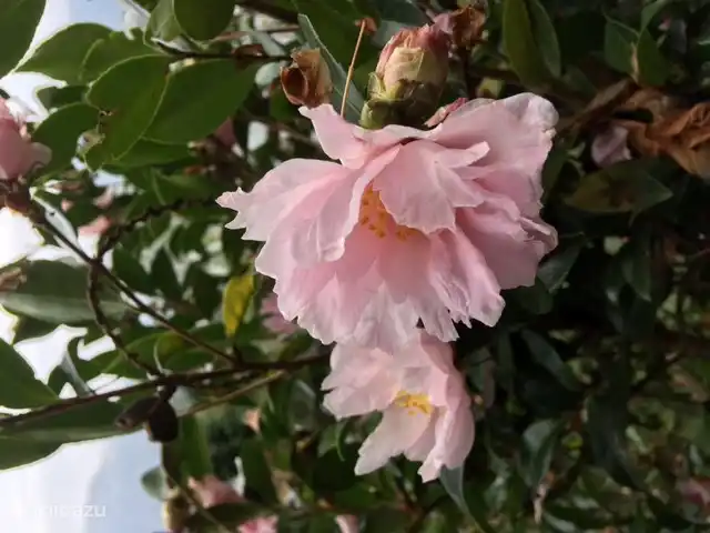 and that pink one...