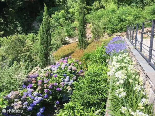 Cannobio-Lago Maggiore S.Carmine 1A en Italia, Piamonte, Carmine Inferiore - casa vacacional El jardín, contiguo a la terraza con agapantos, hortensias, cítricos, cipreses, etc., se desarrolla sobre un suelo rocoso en pendiente