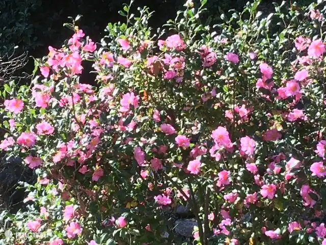 Cannobio-Lago Maggiore S.Carmine 1A en Italia, Piamonte, Carmine Inferiore - casa vacacional También podrás disfrutar plenamente de los muchos en otoño.
flores en los arbustos de camelia