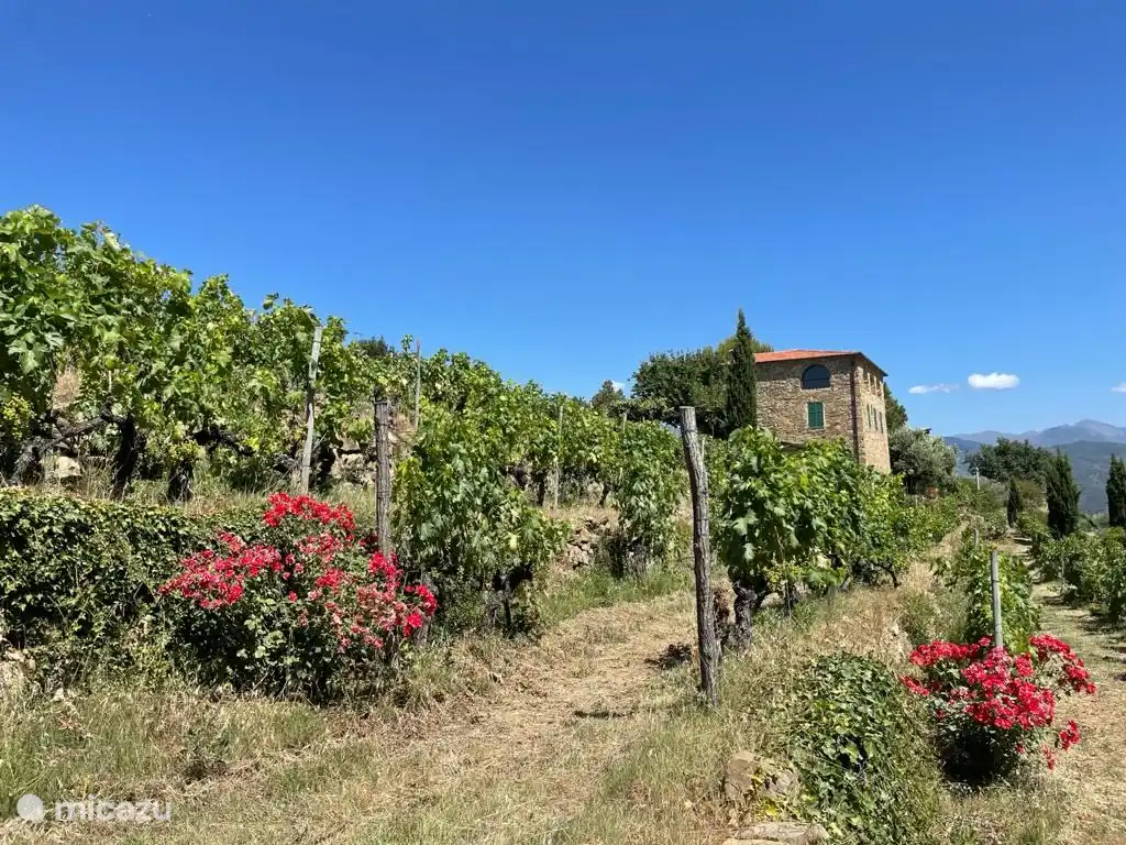 Wijnhuis in de omgeving  