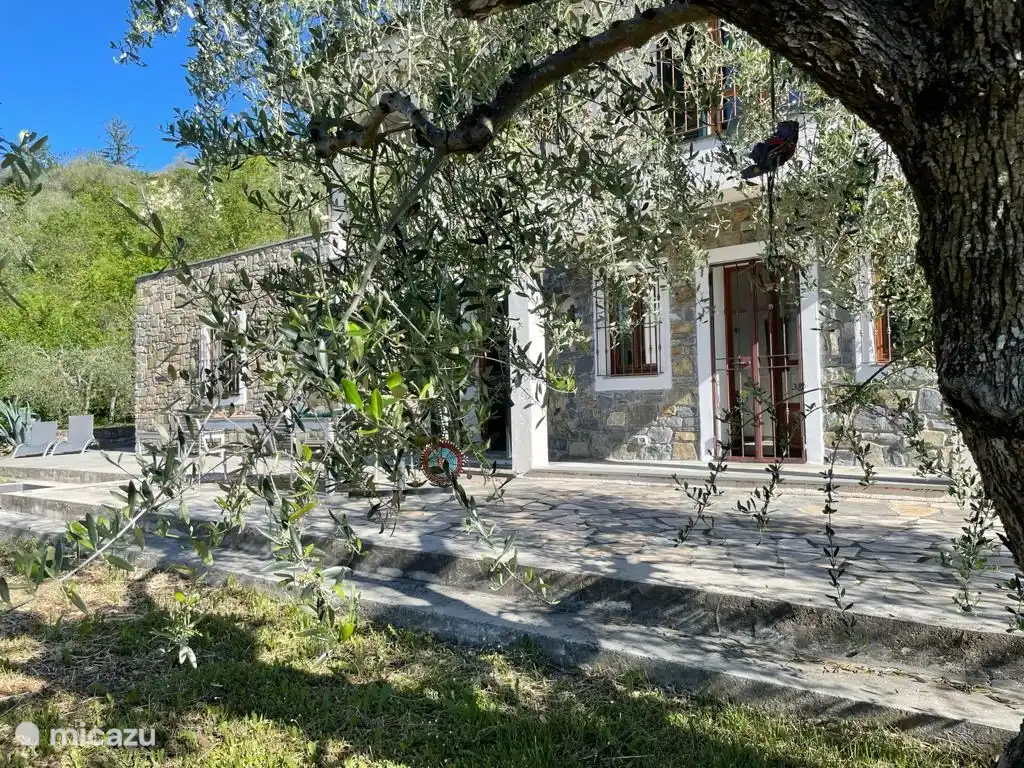 Eeuwenoude olijvenboom in de tuin 