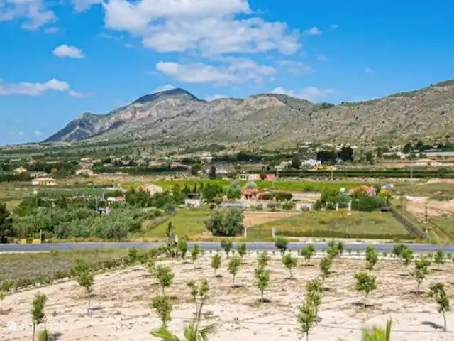 Maison Olivier | Espagne, Costa Blanca, Hondón de las Nieves - villa Une promenade matinale à travers l'oliveraie.