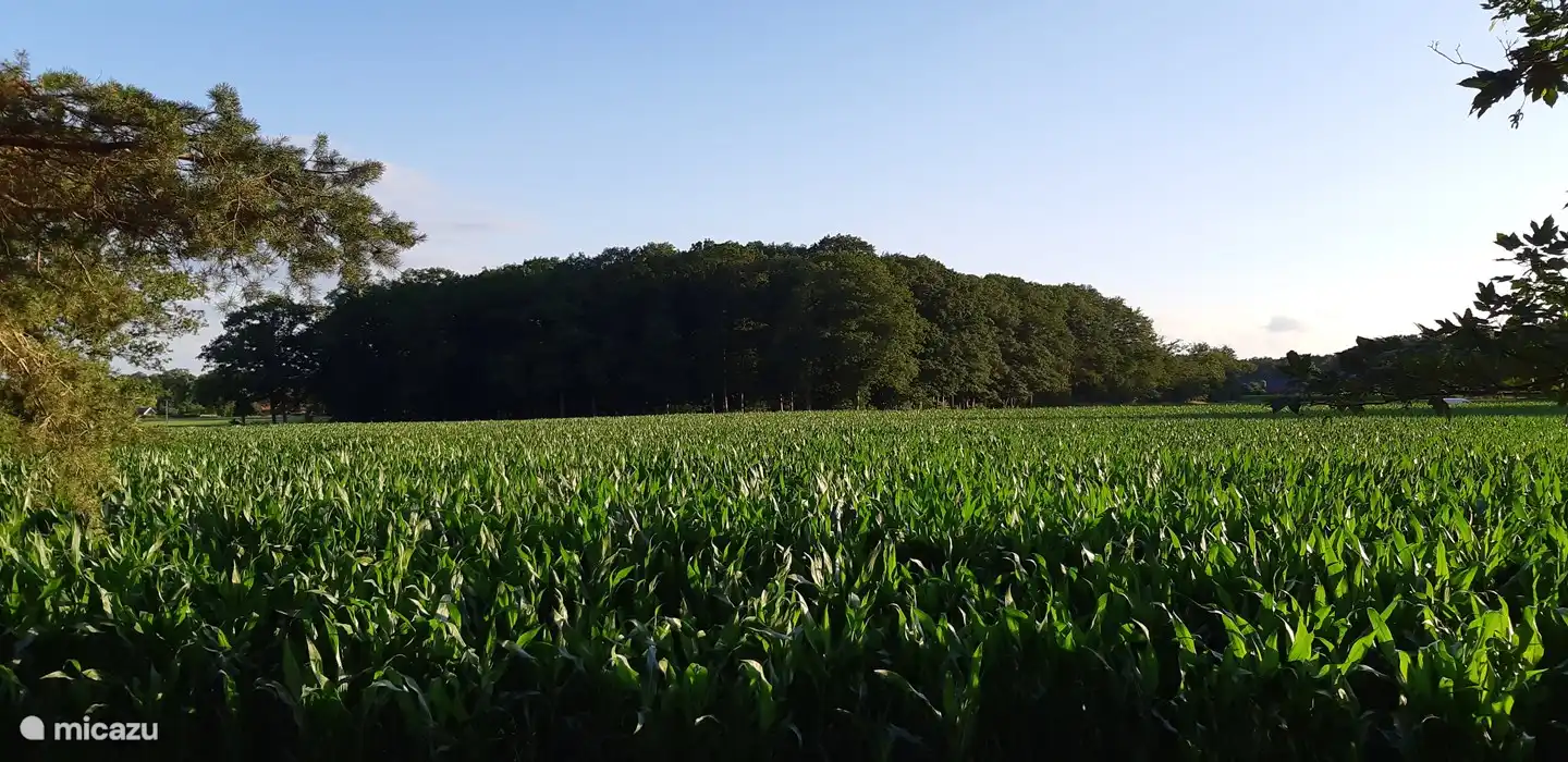 Tolle Aussicht vom Waldgarten über den Mais.