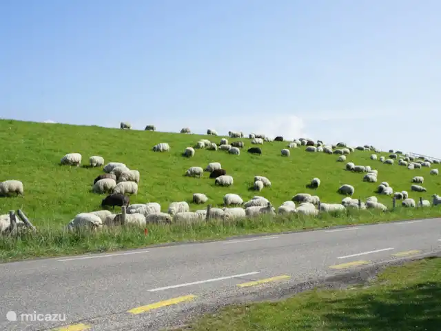 Chalet Zeeuws Vlaanderen en Países Bajos, Zelanda, Nieuwvliet-Bad - mobil home / caravana impresión del entorno