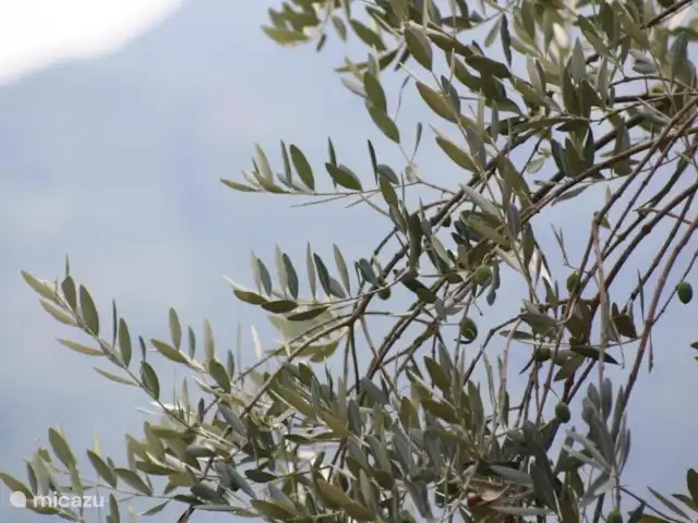 Al Monte en Italia, Toscana, Partigliano - villa