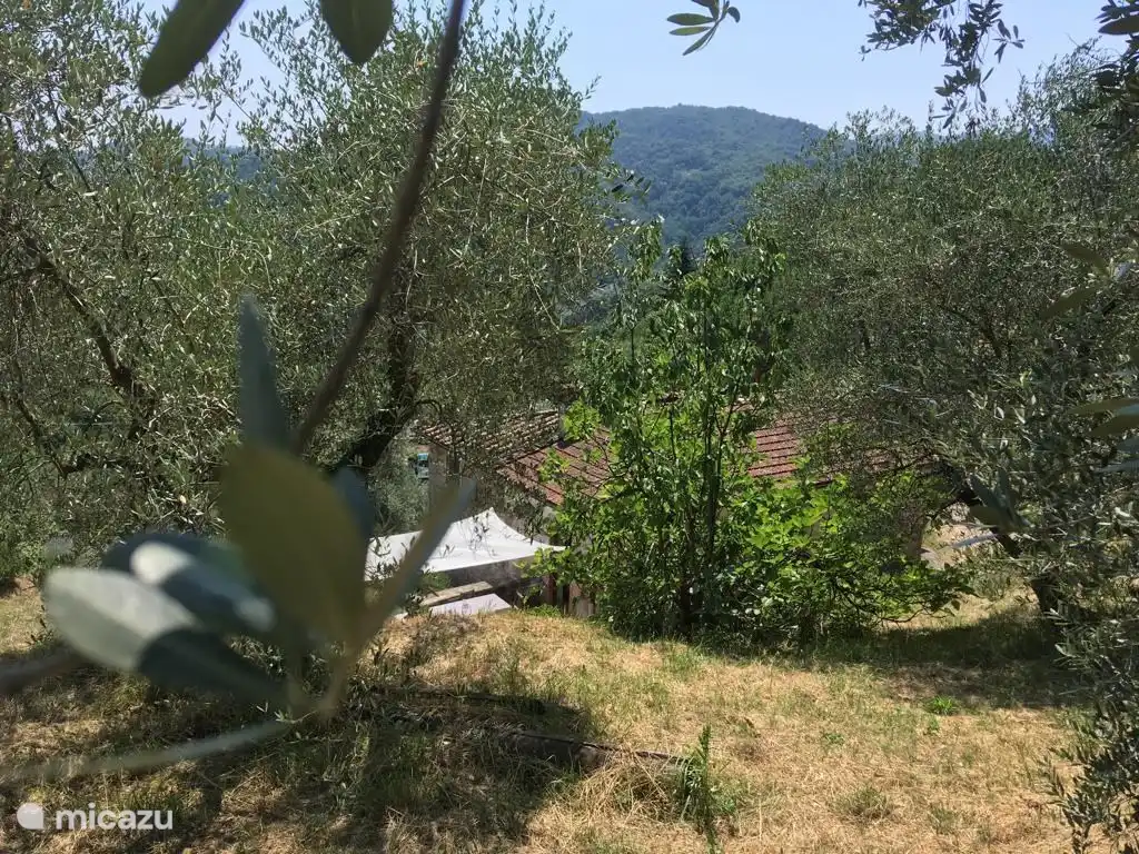 Das Haus liegt mitten in einem Olivenhain