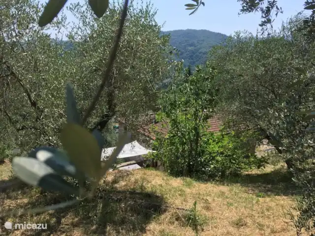 Al Monte en Italia, Toscana, Partigliano - villa Het huis ligt temidden van een olijfboomgaard