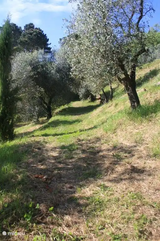 Der Weg zum Pool, umgeben von Olivenbäumen.