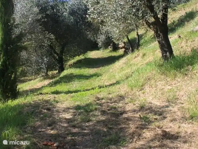 Al Monte en Italia, Toscana, Partigliano - villa Het paadje naar het zwembad, omgeven door olijfbomen.