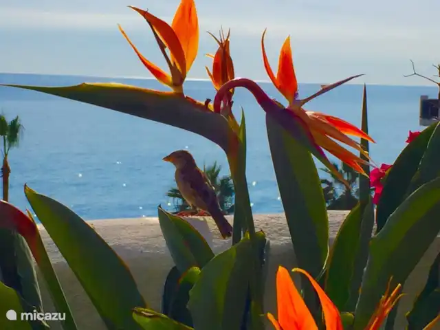 Plage Lunamar | Espagne, Andalousie, Calahonda - appartement Fleur