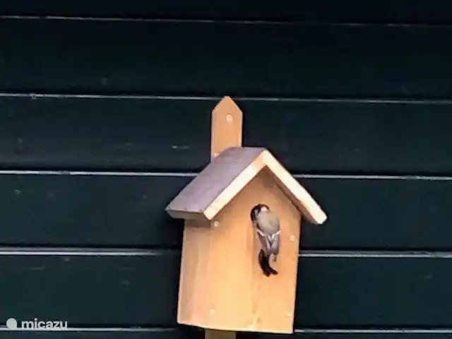 Preciosa casa, bañera de hidromasaje, jardín, pájaros. en Países Bajos, Güeldres, Ewijk - casa vacacional Carbonero en primavera