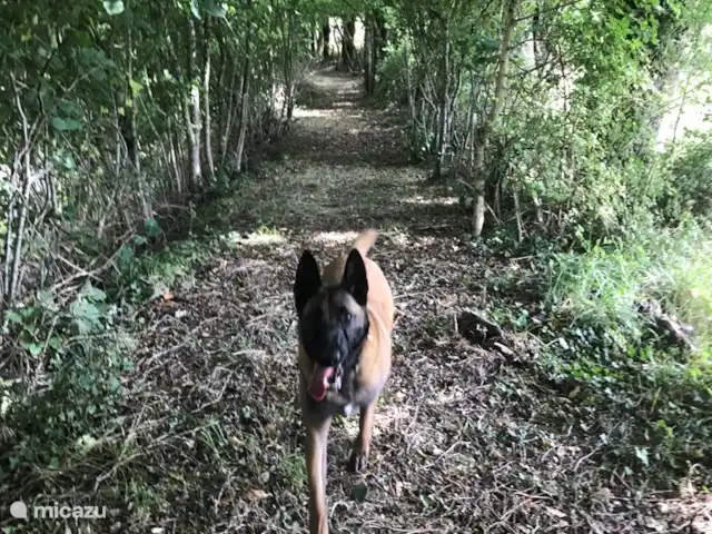 Les Ramonets - en pleine nature - privé | France, Lot, Castelnau-Montratier - maison de vacances Possibilité de balades abritées et en plein champ.