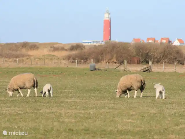 Villa de luxe Texel 8-10 pers Krim 95 | Pays-Bas, Texel, De Cocksdorp - maison de vacances Phare