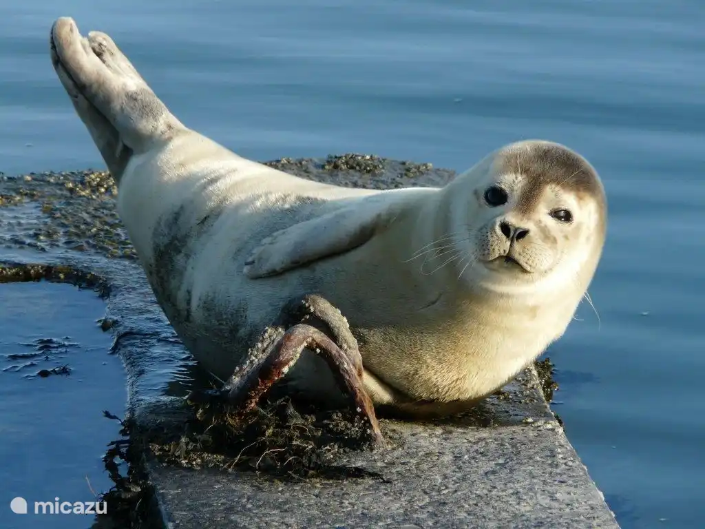 Ecomare-Siegelschutzgebiet
