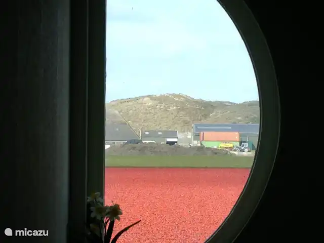 Ooghduyne - Villa Tulipe & Dune | Pays-Bas, Hollande du Nord, Julianadorp aan Zee - villa Tulipes et dunes