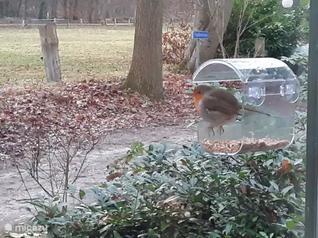 Casa de vacaciones cerca de Ootmarsum en Países Bajos, Overijssel, Nutter - casa vacacional