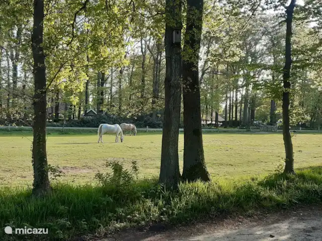 Casa de vacaciones cerca de Ootmarsum en Países Bajos, Overijssel, Nutter - casa vacacional