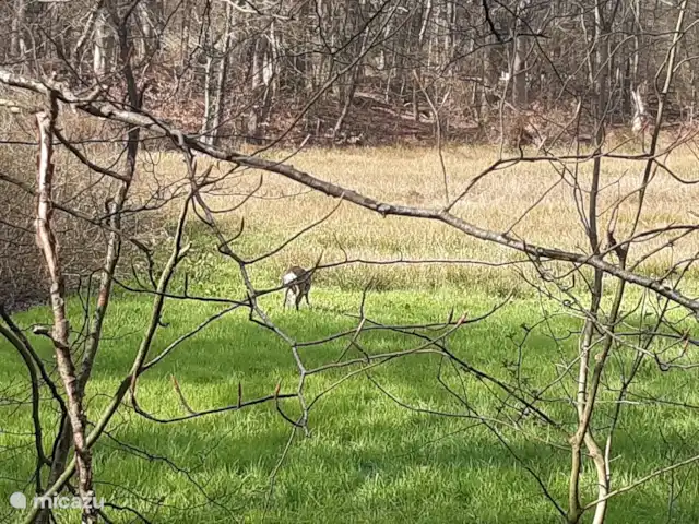 Casa de vacaciones cerca de Ootmarsum en Países Bajos, Overijssel, Nutter - casa vacacional