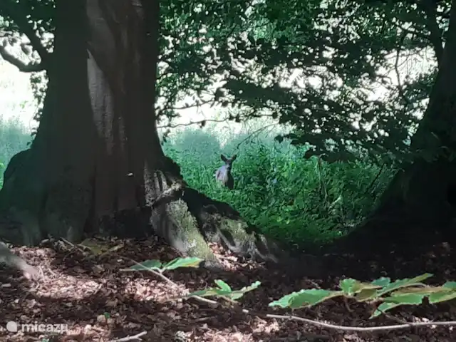 Casa de vacaciones cerca de Ootmarsum en Países Bajos, Overijssel, Nutter - casa vacacional