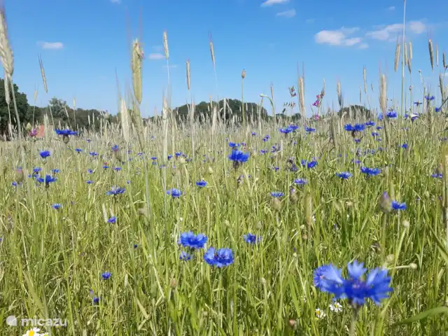 Casa de vacaciones cerca de Ootmarsum en Países Bajos, Overijssel, Nutter - casa vacacional