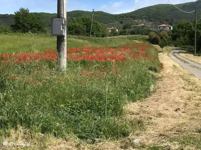 Villa Roccaccia - Tutte le Due | Italie, Ombrie, Tuoro sul Trasimeno - appartement Champ de coquelicots
