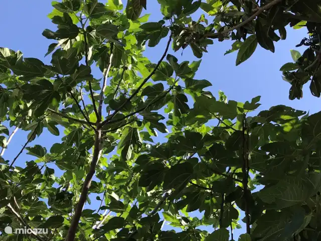 Villa Roccaccia - Tutte le Due | Italie, Ombrie, Tuoro sul Trasimeno - appartement Notre figuier