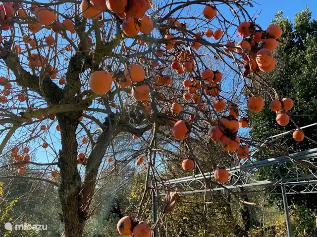Villa Roccaccia - Tutte le Due | Italie, Ombrie, Tuoro sul Trasimeno - appartement Kaki
