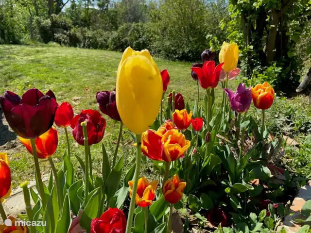 Villa Roccaccia - Tutte le Due | Italie, Ombrie, Tuoro sul Trasimeno - appartement Tulipani