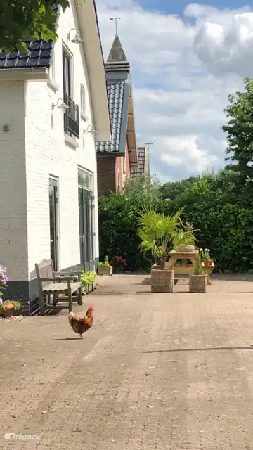 Jeden Tag ein frisches Ei, wenn Sie möchten.