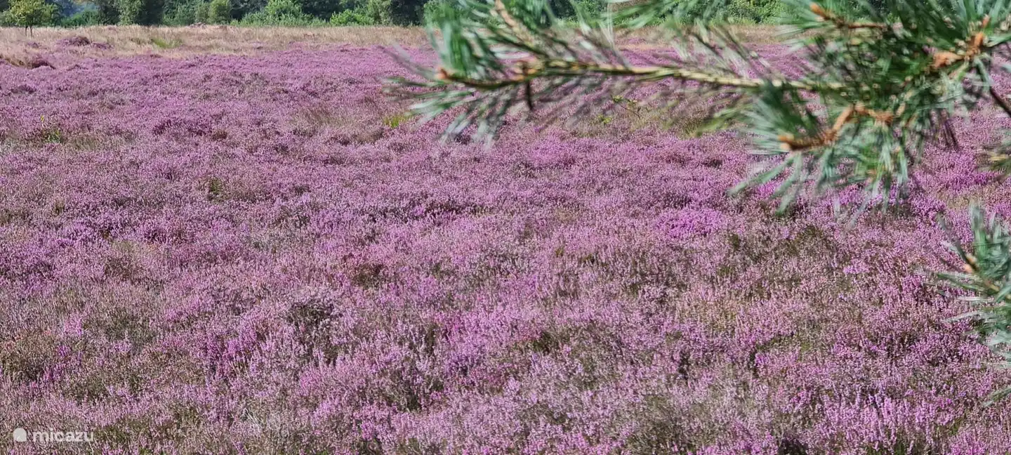 Im Bereich. Ein Foto eines Gastes.