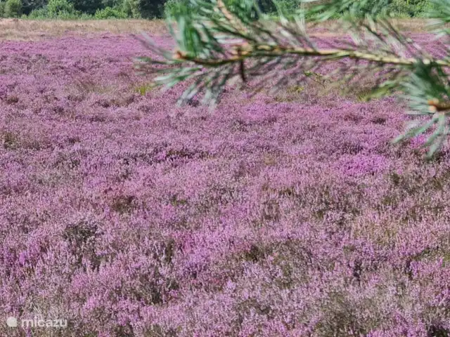 Location de Vacances Pays-Bas, Drenthe, Tynaarlo, chambres d'hôtes - Remise de Villadelfia Dans la zone. Une photo d'un invité.