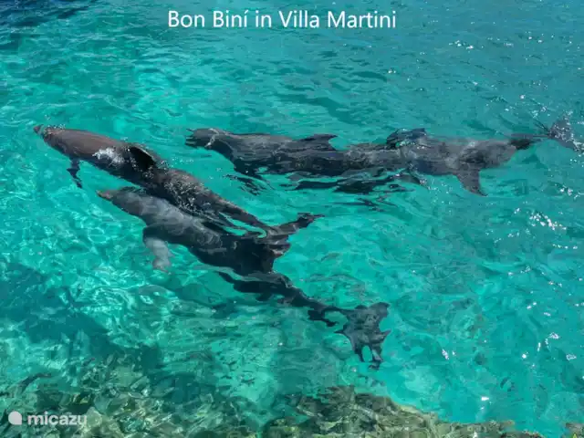 VILLA MARTINI c’est votre nom Bon Bini☀️ | Curaçao, Banda Ariba (est), Jan Thiel - villa Dauphins curieux