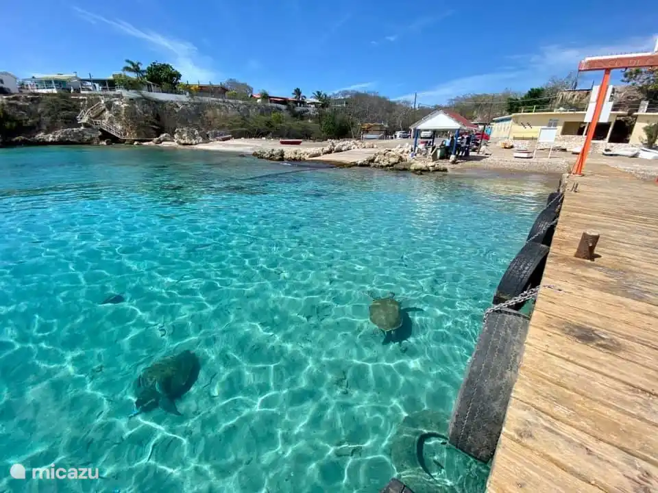 Faszinierende Schildkröten