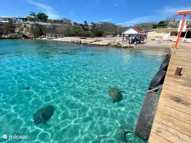 VILLA MARTINI c’est votre nom Bon Bini☀️ | Curaçao, Banda Ariba (est), Jan Thiel - villa Des tortues fascinantes